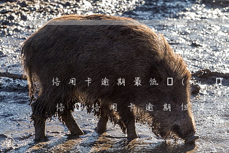 信用卡逾期最低應(yīng)還-收到短信說信用卡逾期,但是我已經(jīng)還了最低還款