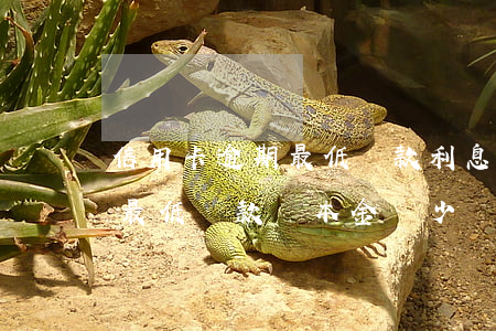 信用卡逾期最低還款利息怎么辦 欠信用卡還最低還款與本金減少嗎