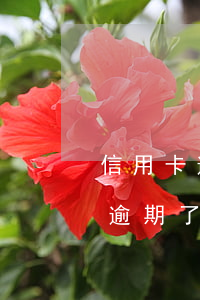 信用卡逾期最低還款尾數(shù)(信用卡逾期了先還最低)