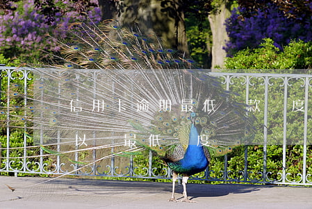 信用卡逾期最低還款額度可以嗎(逾期了還可以還最低額度嗎)