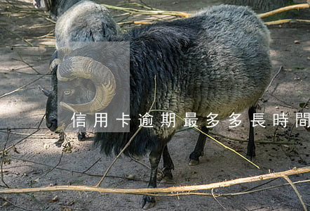 信用卡逾期最多多長時間(信用卡逾期多久)