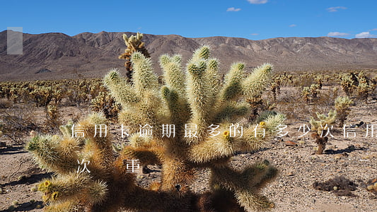 信用卡逾期最多的有多少次(信用卡逾期10次嚴重嗎)