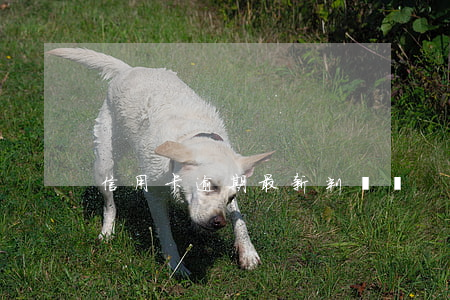 信用卡逾期最新判決書