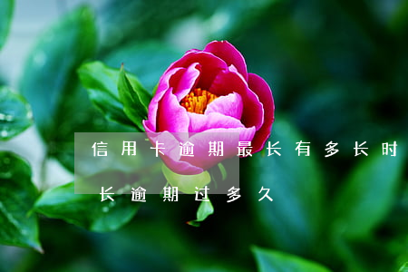 信用卡逾期最长有多长时间(你们的信用卡最长逾期过多久)