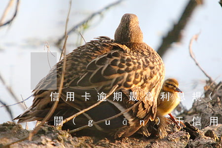 信用卡逾期最高利息規(guī)定(最高法關(guān)于信用卡逾期的法律規(guī)定)