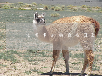 信用卡逾期最高罰款