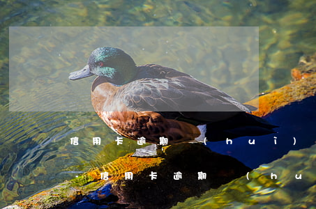 信用卡逾期會(huì)上永久性黑名單嗎-信用卡逾期會(huì)上永久性黑名單嗎知乎