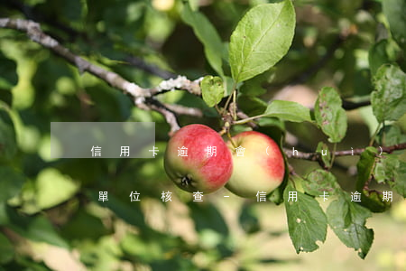信用卡逾期會(huì)不會(huì)來單位核查-“信用卡逾期”