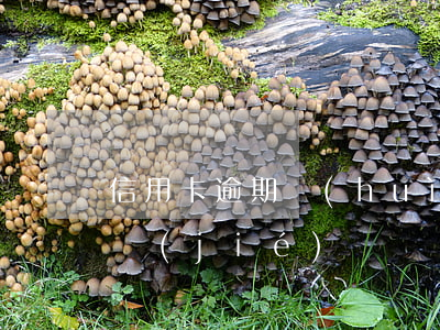 信用卡逾期會(huì)不會(huì)凍結(jié)賬戶(別的銀行的信用卡逾期別的銀行卡會(huì)不會(huì)凍結(jié))
