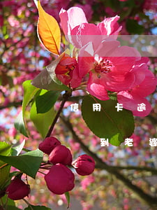信用卡逾期會(huì)不會(huì)影響到老婆-老公的信用卡嚴(yán)重逾期會(huì)不會(huì)影響下一代