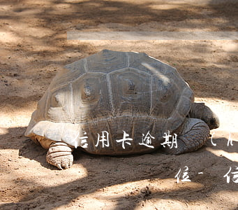 信用卡逾期會(huì)不會(huì)打電話給單位-信用卡逾期會(huì)不會(huì)打電話給單位呢