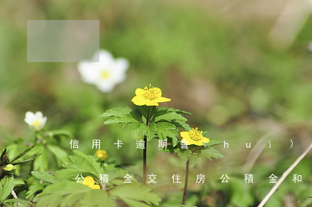 信用卡逾期會(huì)不會(huì)扣公積金(交住房公積金和信用卡逾期有關(guān)系嗎?)