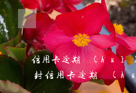 信用卡逾期會(huì)不會(huì)查封 信用卡逾期會(huì)不會(huì)查封貨車