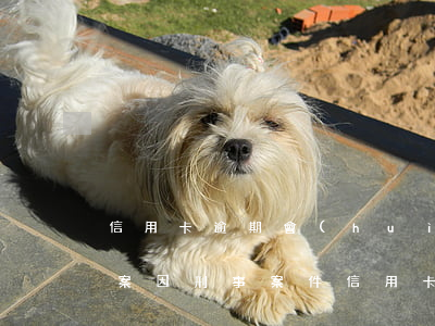 信用卡逾期會(huì)不會(huì)立案(因刑事案件信用卡逾期怎么辦)