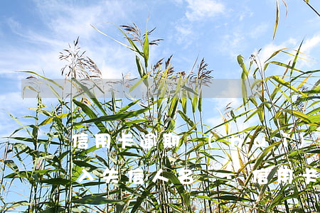 信用卡逾期會(huì)不會(huì)納入失信人名單-信用卡逾期會(huì)不會(huì)納入失信人名單呢