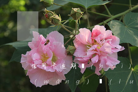 信用卡逾期會(huì)不會(huì)網(wǎng)絡(luò)通緝(欠信用卡會(huì)被通緝令嗎)