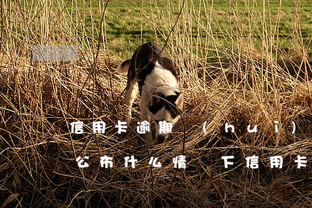 信用卡逾期會(huì)不會(huì)被公布(什么情況下信用卡會(huì)被認(rèn)為嚴(yán)重逾期)