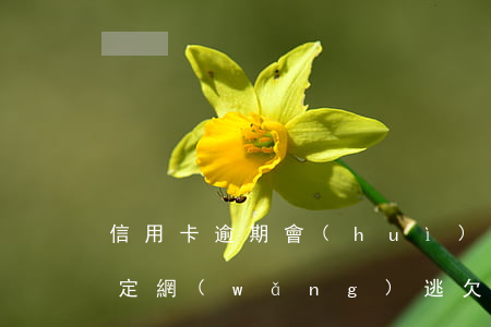信用卡逾期會(huì)不會(huì)被定網(wǎng)逃 欠信用卡逾期多久會(huì)被網(wǎng)上通緝