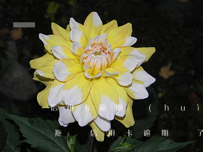 信用卡逾期會(huì)不會(huì)被拖車(信用卡逾期,買了車一般多久會(huì)被執(zhí)行)