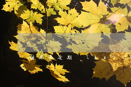 信用卡逾期會(huì)停家屬銀行卡嗎