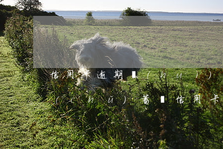 信用卡逾期會(huì)凍結(jié)儲(chǔ)蓄嗎(信用卡逾期多久會(huì)凍結(jié)儲(chǔ)蓄卡)