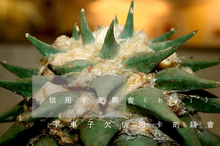 信用卡逾期會(huì)凍結(jié)名下車子(欠信用卡的錢會(huì)凍結(jié)車嗎)
