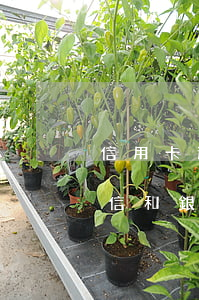 信用卡逾期會(huì)凍結(jié)微信和銀行卡嗎-信用卡逾期會(huì)凍結(jié)微信和銀行卡嗎安全嗎