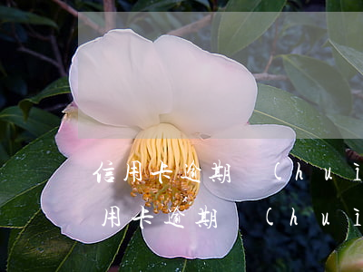 信用卡逾期會(huì)判多少年(銀行的信用卡逾期會(huì)判刑嗎)