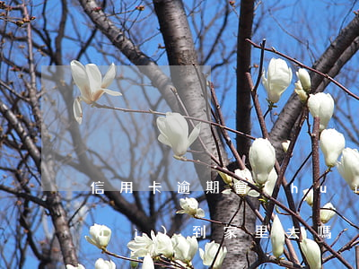 信用卡逾期會(huì)去家嗎(逾期會(huì)到家里去嗎)