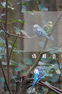 信用卡逾期會(huì)報(bào)警處理嗎(信用卡逾期是什么后果)