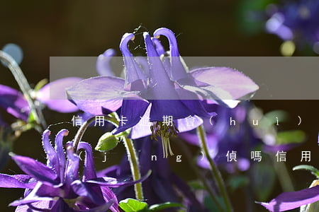 信用卡逾期會(huì)報(bào)送經(jīng)偵嗎(信用卡逾期會(huì)報(bào)案嗎)