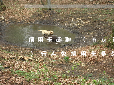 信用卡逾期會(huì)失信被執(zhí)行人(欠信用卡多久會(huì)被列入失信名單)
