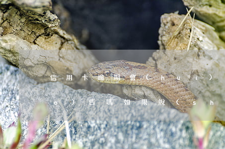 信用卡逾期會(huì)影響信用報(bào)告嗎(如果說(shuō)信用卡逾期會(huì)怎么樣)