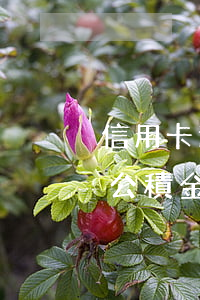信用卡逾期會(huì)影響公積金貸款么(公積金貸款逾期會(huì)有什么后果)