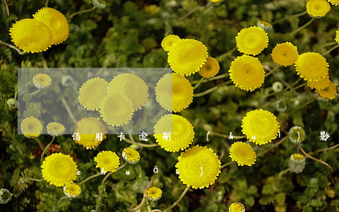信用卡逾期會(huì)影響其他銀行轉(zhuǎn)貸嗎