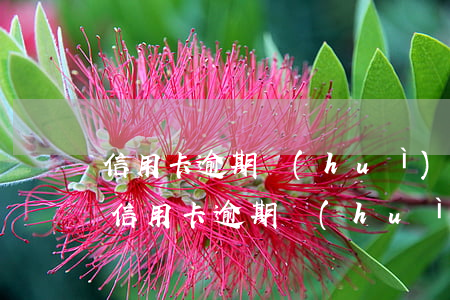 信用卡逾期會(huì)影響到辦銀行卡嗎 信用卡逾期會(huì)影響到辦銀行卡嗎
