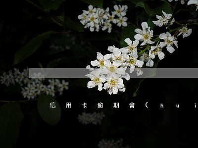 信用卡逾期會(huì)影響副卡持有人