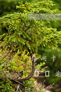 信用卡逾期會(huì)影響名下的車子嗎 車貸逾期會(huì)影響信用卡嗎?