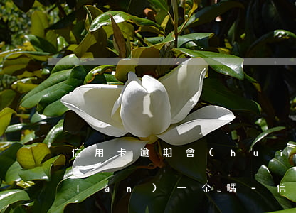 信用卡逾期會(huì)影響單位五險(xiǎn)一金嗎-信用卡逾期會(huì)影響單位五險(xiǎn)一金嗎知乎