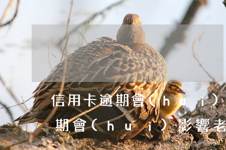 信用卡逾期會(huì)影響老婆 信用卡逾期會(huì)影響老婆銀行卡里的錢