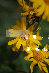 信用卡逾期會(huì)影響買機(jī)票嗎(我信用卡逾期能不能上飛機(jī))