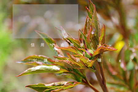 信用卡逾期會(huì)影響購(gòu)付匯么(不納入購(gòu)匯僅為信用卡購(gòu)匯還款)