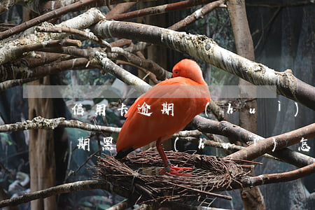 信用卡逾期會(huì)成為銀行黑戶嗎 逾期黑戶會(huì)怎么樣