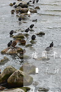 信用卡逾期會(huì)成老賴嗎(欠信用卡會(huì)成老賴嗎)