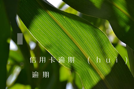 信用卡逾期會(huì)抓我(不小心信用卡逾期)