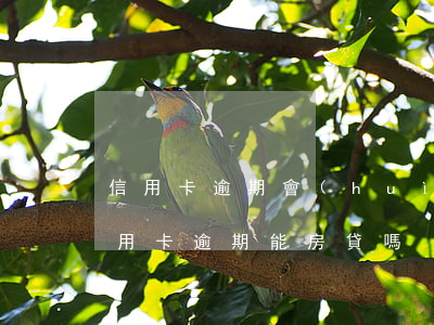 信用卡逾期會(huì)抵押房子嗎-有信用卡逾期能房貸嗎