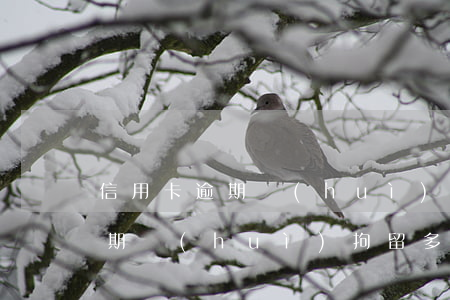 信用卡逾期會(huì)拘留多久(信用卡逾期會(huì)拘留多久的人)
