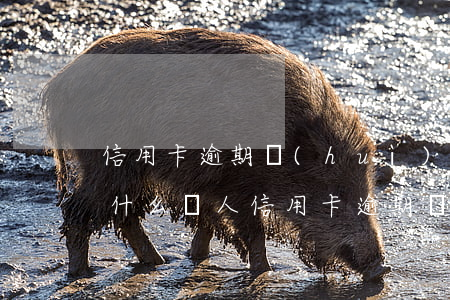 信用卡逾期會(huì)收到騷擾短信嗎(為什么別人信用卡逾期會(huì)給我發(fā)短信)