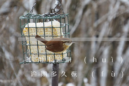 信用卡逾期會(huì)收回額度嗎(信用卡逾期多久恢復(fù)額度)