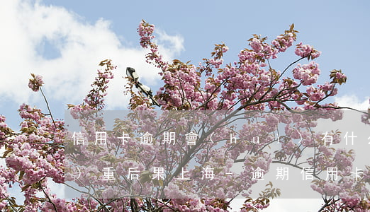 信用卡逾期會(huì)有什么嚴(yán)重后果上海-逾期 信用卡